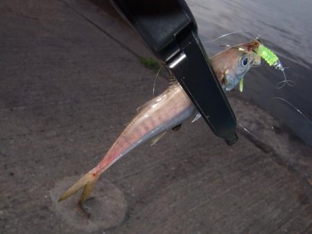 今年初アジング