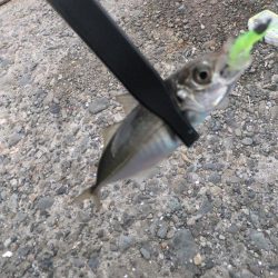 アジング好調、ついでにサバゲーも?