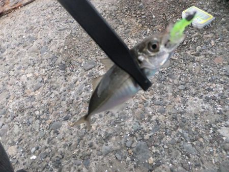 アジング好調、ついでにサバゲーも?