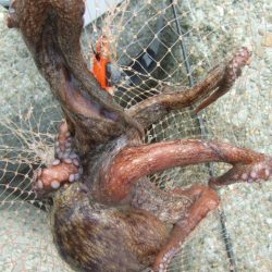 遅くて少ない、外れ年じゃなければいいけど