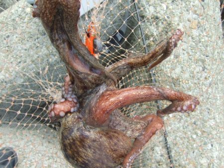 遅くて少ない、外れ年じゃなければいいけど