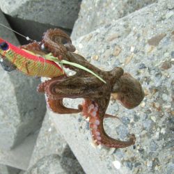 さすがに暑すぎる