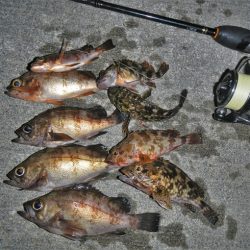 アジング、メバリング