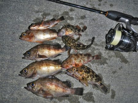 アジング、メバリング