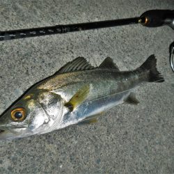 本日も暑くて渋い