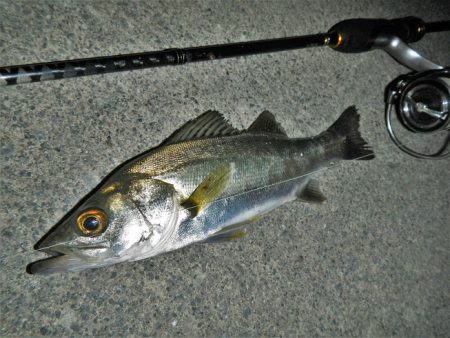 本日も暑くて渋い