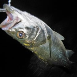 5度目のリベンジで