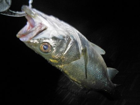 5度目のリベンジで