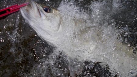 甲子園浜　トビエイ＆シーバス