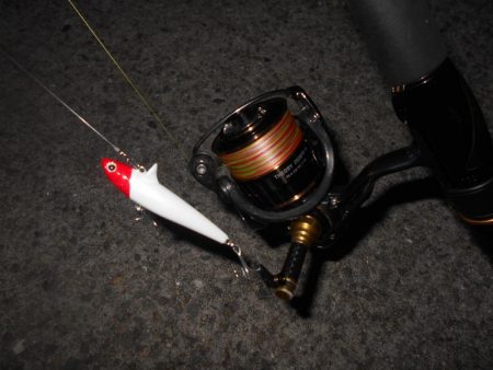 シーバスも夏バテ気味？。