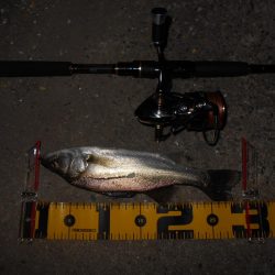 バチパターン？。