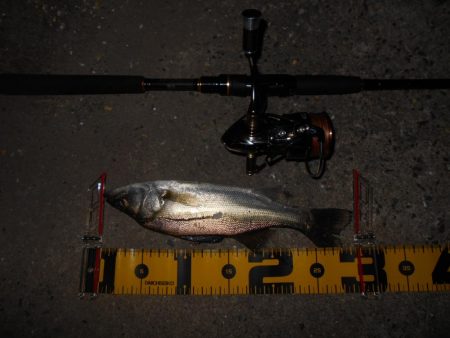 バチパターン？。