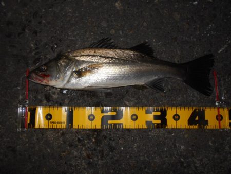 スーパーボイル&ライズ!!。