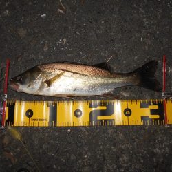 スーパーボイルは継続中。