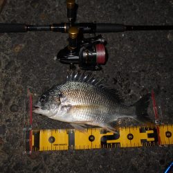 渋い時はVJ-16の出番？。