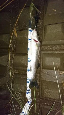 菊池川上流にて