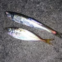 大雨後のアジング