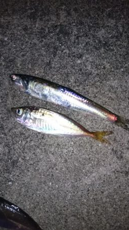 大雨後のアジング