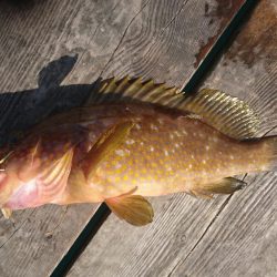 ウミックさんの筏。泳がせでハマチとアコウなど