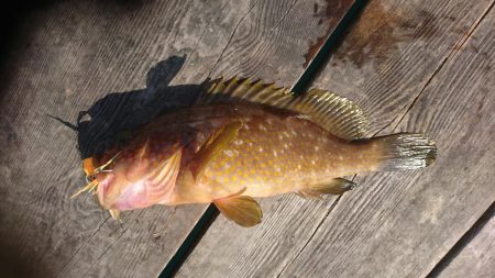 ウミックさんの筏。泳がせでハマチとアコウな…