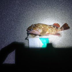 本当に久しぶりの釣行！