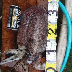 エギング&キス釣り