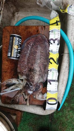 エギング&キス釣り