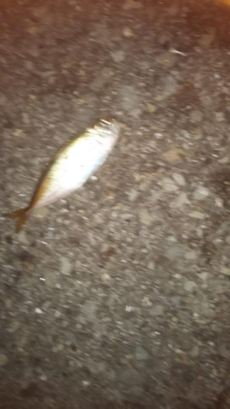 そこそこサイズのアジ狙い