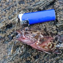 ガシラ祭り～。