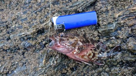 ガシラ祭り～。