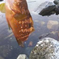 キジハタカサゴ連発