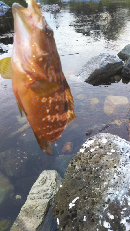 キジハタカサゴ連発