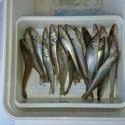 そこそこの釣果