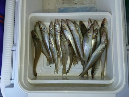 そこそこの釣果