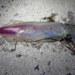 ケンサキエギング