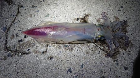 ケンサキエギング