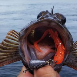 ロックフィッシュ釣行