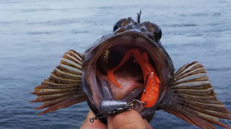 ロックフィッシュ釣行