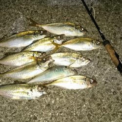 久しぶりアジング～