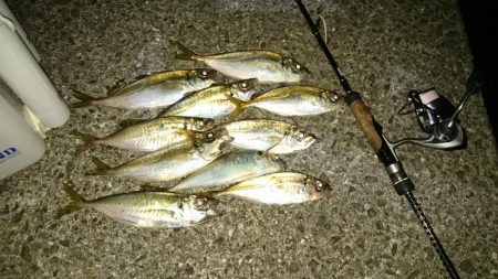 久しぶりアジング～