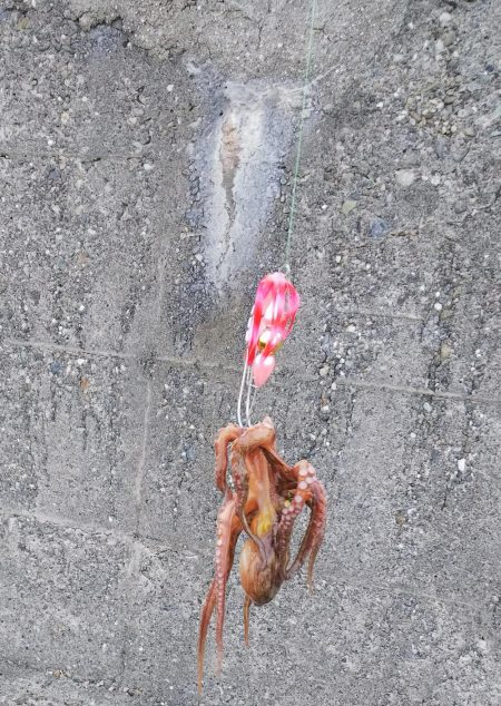 やっと初タコ！