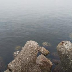 タコ(リリースサイズ)