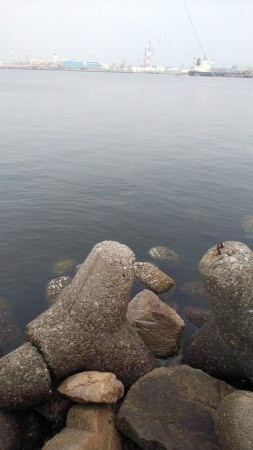 タコ(リリースサイズ)