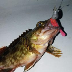 メバル2匹 ガシラ18匹