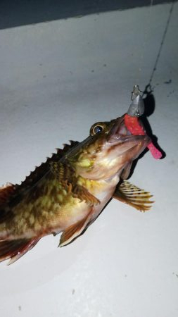 メバル2匹 ガシラ18匹