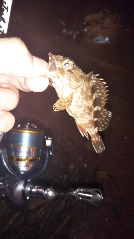 大逆転メバリング♪