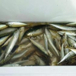 【青物調査】IN若松