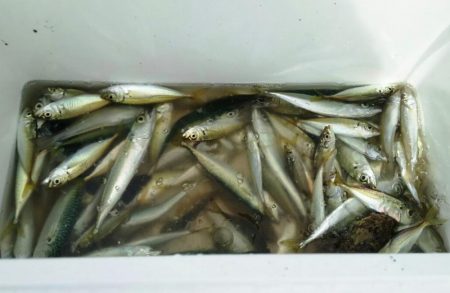 【青物調査】IN若松