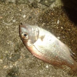 初挑戦アジングロッドでキス釣り