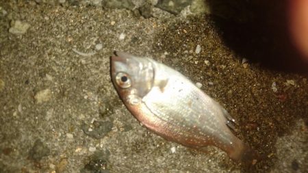 初挑戦アジングロッドでキス釣り